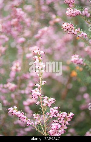 Elegante rosafarbene Calluna-Blüten blühen lebendig und schaffen eine ruhige und malerische Szene. Empfindliche Cluster heben sich von einem weichen, verschwommenen Hintergrund ab. Stockfoto