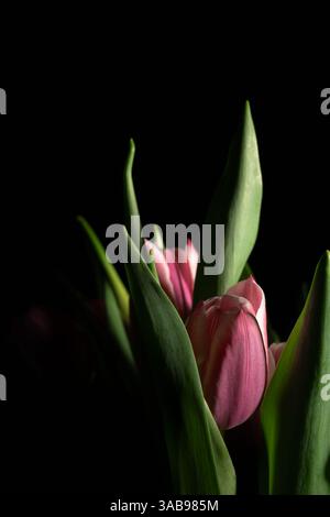 Pinkfarbene Tulpen mit zarten Blütenblättern und grünen Blättern werden wunderschön vor dunklem Hintergrund beleuchtet, was einen auffälligen Kontrast und eine auffällige Hervorhebung schafft Stockfoto