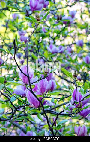 Blühende Magnolienbäume tanzen während der Frühlingssaison in einem lebendigen Garten im Sonnenlicht. Stockfoto