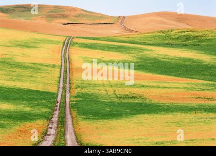 Eine kurvige, unbefestigte Straße führt durch die sanften Hügel der Palouse und trennt leuchtend grüne Linsenfelder im Vordergrund von goldenen Weizenfeldern in Stockfoto