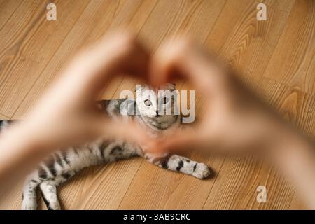 Eine schottische Faltkatze liegt auf einem Holzboden, eingerahmt von Händen, die eine Herzform bilden. Die unverwechselbaren gefalteten Ohren und die ausdrucksstarken Augen der Katze sind im Fokus. Stockfoto