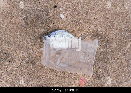 Ein Fisch unter einem Plastikbecher wird an einem Sandstrand in Bali, Indonesien, gespült. Dieses Bild zeigt die Umweltauswirkungen der Kunststoffverschmutzung auf marin Stockfoto