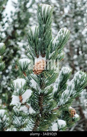 Nahaufnahme eines Kiefernzweigs, der mit frischem Schnee bedeckt ist, mit einem markanten Kiefernkegel, der zwischen den grünen Nadeln liegt. Stockfoto