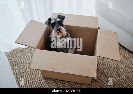 Miniatur-Schnauzer sitzend in offener Pappschachtel im Wohnzimmer, Konzept des Umzugs mit Haustieren. Die Szene ist perfekt für Haustierthemen Stockfoto