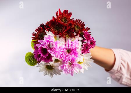 Eine Hand hält einen bunten Blumenstrauß aus Chrysanthemen mit roten, rosa, weißen und grünen Blumen, vor einem weichen grauen Hintergrund in einem Studio, embo Stockfoto
