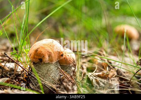 Lebendiges Bild mit Orangenbirkenpilzen (Leccinum versipelle), die in ihrem natürlichen Lebensraum wachsen, umgeben von üppigem grünem Gras und davor Stockfoto