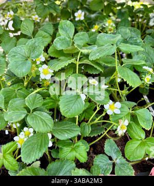 Erdbeerpflanze mit Blüten in einer Pflanzenzüchterei. Gartenkonzept. Stockfoto
