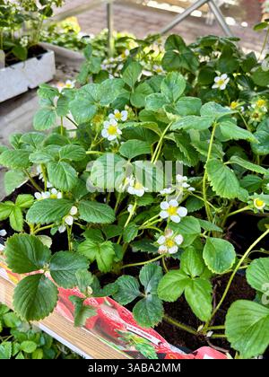 Erdbeerpflanze mit Blüten in einer Pflanzenzüchterei. Gartenkonzept. Stockfoto
