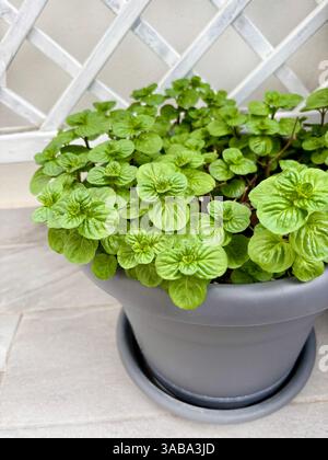 Minzblatt. Frische Minze in einem Topf auf dem Balkon. Aromatische Kräuter. Gartenkonzept. Direkt darüber. Stockfoto