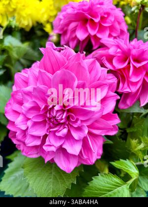 Wunderschöne Dahlienblüten in voller Blüte wachsen im Garten. Perfekt für Blumen- und botanische Themen. Gartenkonzept. Stockfoto