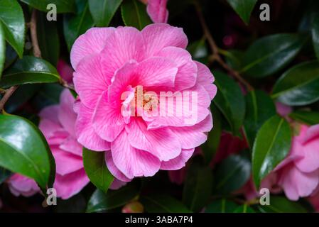 Kamellia x williamsii „Spende“ blüht im Frühjahr Stockfoto