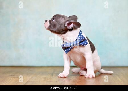 Seitenansicht eines gesunden französischen Bulldog-Welpen mit langer Nase und Schwanz und Fliege vor dem Studiohintergrund Stockfoto