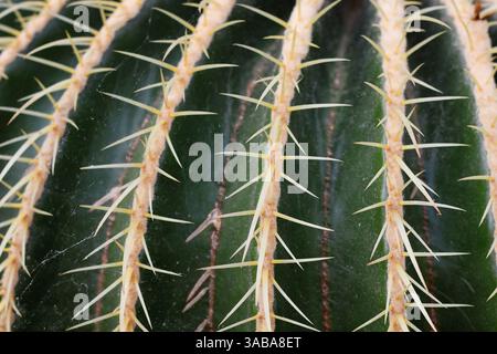 Nahaufnahme der Dornen der Riesenkakaktpflanze "Echinocactus Platyacanthus" Stockfoto