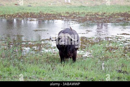 Büffel im Okavango-Delta Botswana Stockfoto