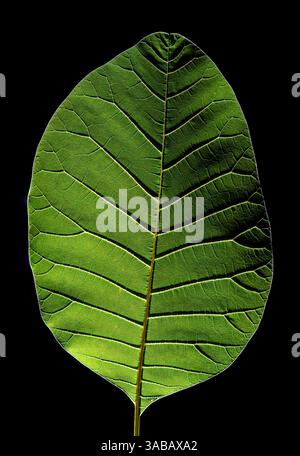 Cotinus coggygria ' Royal Purple'. Rauchbuchse. Studio-Foto von einzelnen Blättern mit Hintergrundbeleuchtung. Stockfoto