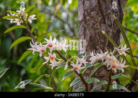 Nahaufnahme der epiphytischen tropischen Orchideenarten dendrobium draconis mit hellen weißen und orangen Blumen, die draußen auf natürlichem Hintergrund blühen Stockfoto