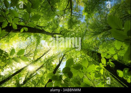 Malerische Baumkronen mit der Sonne und hellgrünen Blättern in der Sonne. Hohe Buchen an einem schönen sonnigen Frühlingstag. Stockfoto