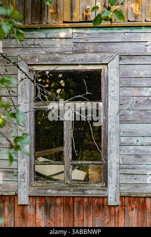 Ein rustikales Holzfenster umgeben von Ästen und grünen Blättern. Das alte Holz und die abblätternde Farbe schaffen eine Vintage-Atmosphäre, die rur reflektiert Stockfoto