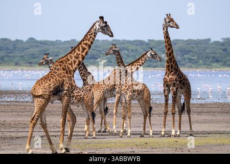 Gruppe von Masai-Giraffen (Giraffa tippelskirchi) am Wasser. Serengeti, Tansania Stockfoto