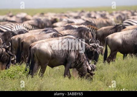 Blaue Gnus (Connochaetes taurinus) weiden neben den Flachzebras (Equus quagga) in der Serengeti, Tansania Stockfoto
