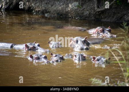 Flusspferde (Hippopotamus amphibius) teilweise in der Wasserstelle untergetaucht. Serengeti, Tansania Stockfoto