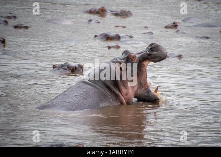 Flusspferde (Hippopotamus amphibius), die teilweise in das Gießloch getaucht sind. Serengeti, Tansania Stockfoto