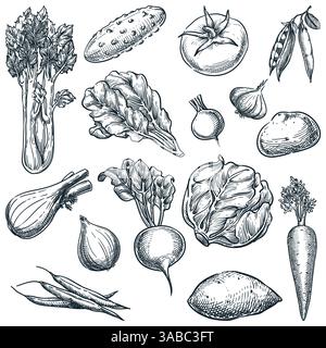 Bauernhof frisches Gemüse Set, isoliert auf weißem Hintergrund. Illustration des Skizzenvektors. Handgezeichnete Design-Elemente für Landwirtschaft und biologische Ernte Stock Vektor