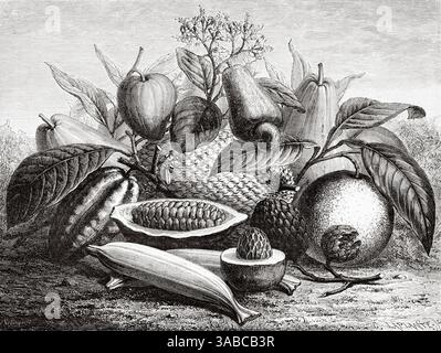 Stillleben kolumbianischer Früchte, Kolumbien. Südamerika. Zeichnung von Auguste Faguet (1826-1900) Reise nach New Grenada, 1869 von Charles Saffray (1833-1890) Le Tour du Monde 1872 Stockfoto