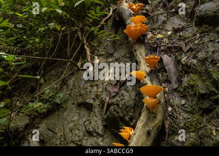 Gruppe von Pilzen, die auf Baumstämmen im Wald wachsen. Gruppe von Pilzen (Favolus grammocephalus), die auf Baumstamm wachsen in der Monsunzeit die Vordertiere Stockfoto