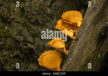 Nahaufnahme eines goldenen Pilzes, der auf totem Baumstamm im Wald wächst. Leuchtend orange Pilze wachsen aus einem Baumstamm in einer Waldlandschaft. Stockfoto
