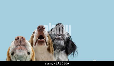 Lustige Bannerhunde. Drei Hunde, die nach oben schauen. Isoliert auf blauem Pastellhintergrund Stockfoto