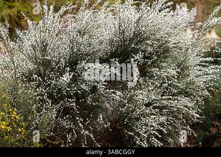 Nahaufnahme der weißen Blüten des spätfrühlingsblühenden Gartenstrauchs cytisus x praecox albus. Stockfoto