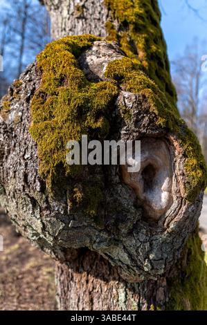 Nahaufnahme einer strukturierten Baumrinde, bedeckt mit hellgrünem Moos an einem sonnigen Tag. Stockfoto