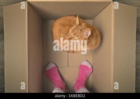 Die lustige orangene Katze ist mit ihrem Besitzer in einem Karton. Persönliche Ansicht. Stockfoto