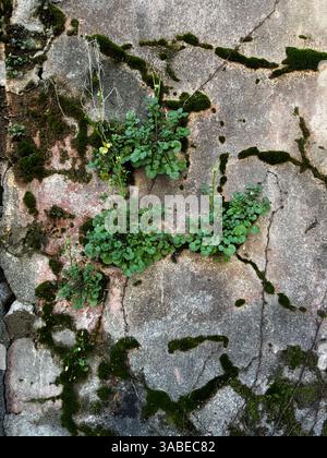 Grünes Moos und kleine Pflanzen gedeihen auf einer verwitterten Betonwand und schaffen einen Kontrast zwischen urbanem Verfall und natürlichem Wachstum. Stockfoto