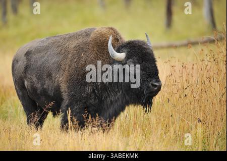 American Bison (Bison Bison), Bull, Yellowstone National Park, Wyoming, USA | Amerikanischer Bison (Bos Bison, Bison Bison), Bulle Stockfoto