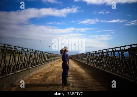 Virgínia, 21, macht eine Pause von der Arbeit, um das Ende des Tages auf dem Bauernhof zu betrachten. Stockfoto