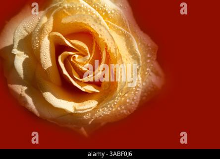 Pfirsichrose mit Regentropfen aus nächster Nähe auf rotem Hintergrund. Stockfoto
