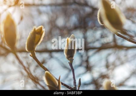 Junge Magnolienknospen auf Zweigen. Frühlingsblumen. Stockfoto