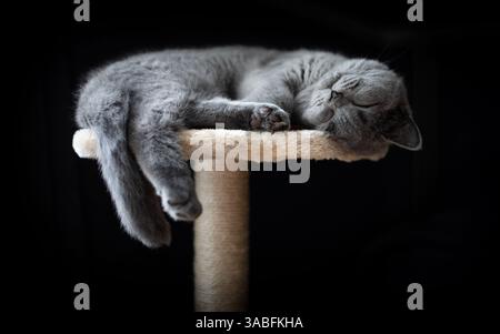 Nahaufnahme einer blauen britischen Kurzhaarkatze, die auf einem Katzenturm schläft Stockfoto