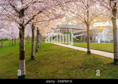 Blühende japanische Kirschbäume im tausendjährigen öffentlichen Park in Budapest, Ungarn. Das sind die ersten blühenden Bäume im Frühling. Stockfoto