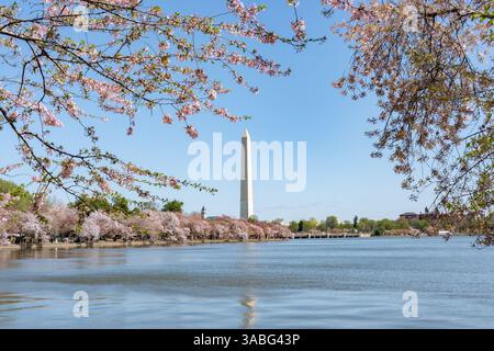 1. April 2025: Die Cherry Blossoms werden bei Peak Bloom rund um das Tidal Basin in Washington D.C. beobachtet Stockfoto
