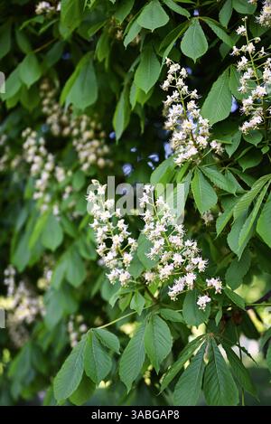 Frühling Hintergrund. Blühender weißer Kastanienbaum (Aesculus hippocastanum) im Stadtpark. Stockfoto