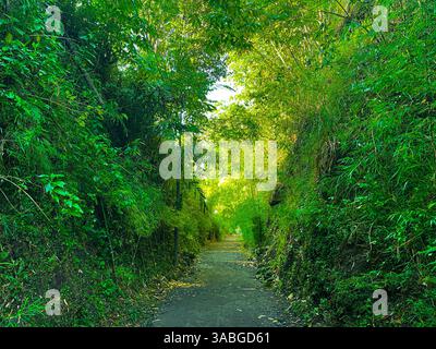 Die Straße im Wald bedeckt mit grünen Blättern und Bäumen Stockfoto