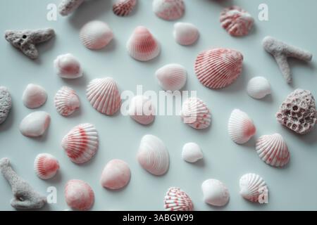 Muscheln auf weißem Hintergrund Stockfoto
