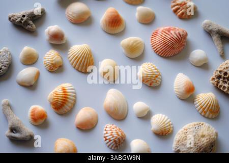 Wunderschönes Muscheldesign auf weiß Stockfoto