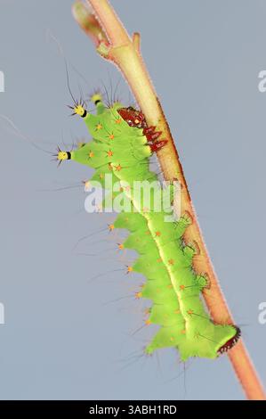 Indische Mondmotte oder indische Luna Moth (Actias selene), caterpillar | Indischer Mondspinner (Actias selene), Raupe Stockfoto