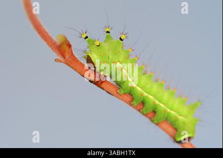 Indische Mondmotte oder indische Luna Moth (Actias selene), caterpillar | Indischer Mondspinner (Actias selene), Raupe Stockfoto