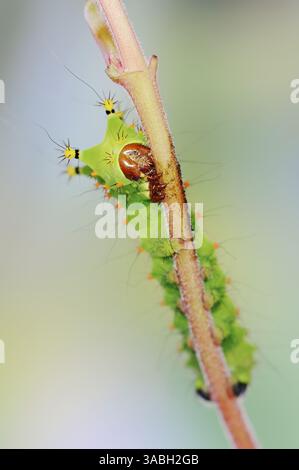 Indische Mondmotte oder indische Luna Moth (Actias selene), caterpillar | Indischer Mondspinner (Actias selene), Raupe Stockfoto
