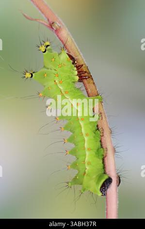 Indische Mondmotte oder indische Luna Moth (Actias selene), caterpillar | Indischer Mondspinner (Actias selene), Raupe Stockfoto